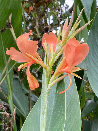 Canna Lily flower in nature garden