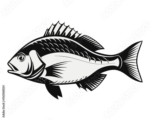 Artistic rendering of a common dentex fish showcasing vibrant historical hues and intricate fin details perfect for marine biology or natural history projects