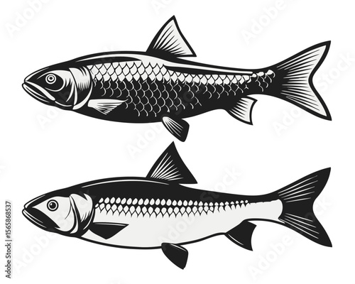 Comprehensive collection of north american freshwater fish species found across the united states showcasing diverse aquatic life and habitats