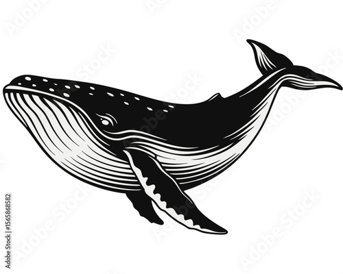 Majestic marine mammal depicted with bold outlines and vibrant color accents isolated on a clean backdrop for versatile design applications