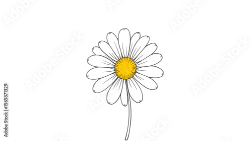 Daisy Line Simplicity