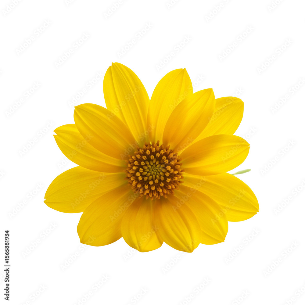 Obraz premium yellow flower isolated on white background