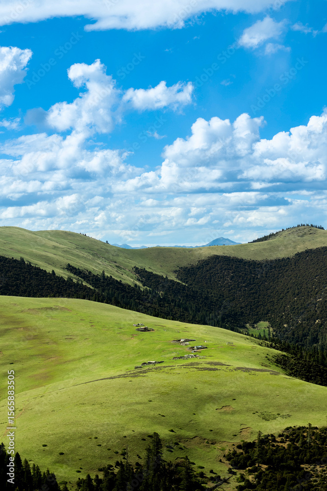 Fototapeta premium Alpine grassland with blue sky