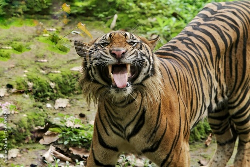 a sumatran tiger standing on the ground grimacing