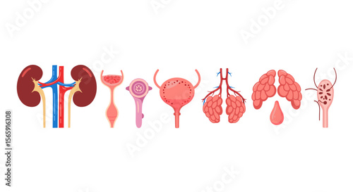 Anatomical illustration showing kidneys ureter bladder lungs and lymph node system diagram