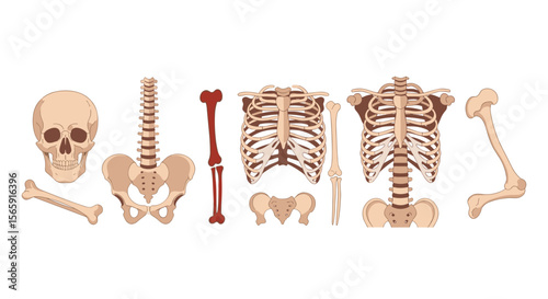 Illustration showing human skeletal system with skull, spine, ribs, and various bones displayed