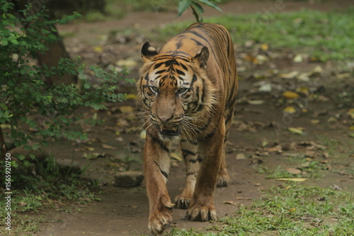 A Sumatran tiger walks slowly on the ground during the day