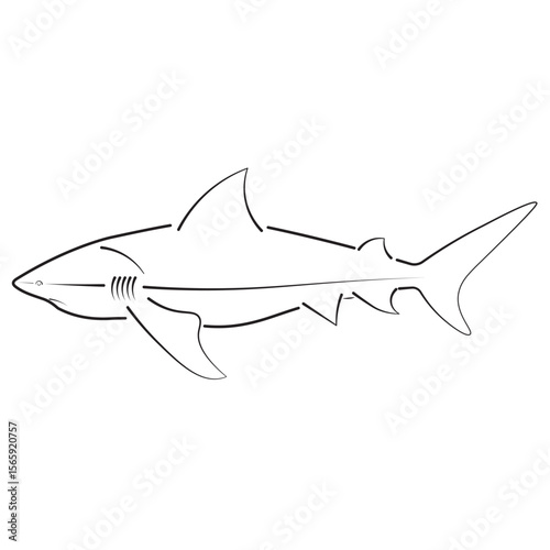 Line art of a shark with clean outlines, ideal for educational marine content, biology infographics, underwater wildlife themes, ocean conservation, and scientific illustrations.