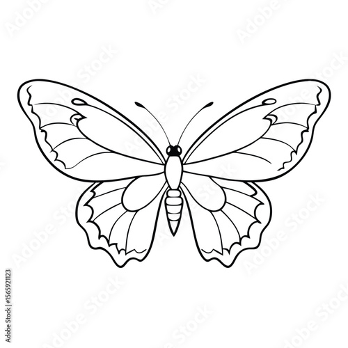 butterfly on white background