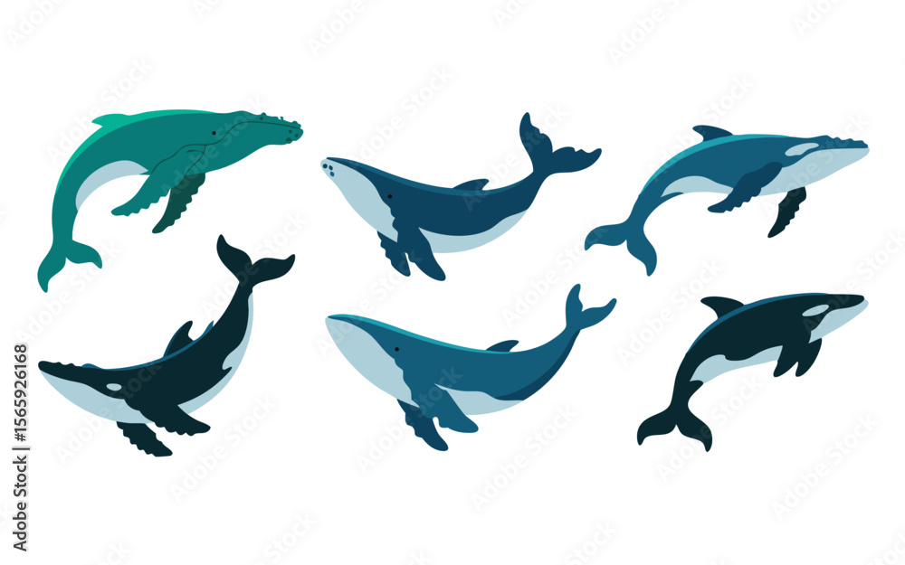 Obraz premium Cartoon Humpback, Blue and Orca Whales in Varied Poses on White Background Illustration