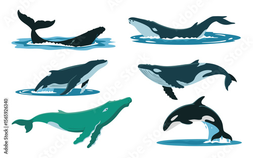 Cartoon Illustration of Whales, Including a Humpback, Orca, and Other Marine Animals in Water