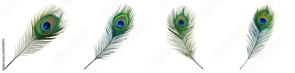 Fototapeta premium Peacock feather set with vibrant iridescent colors and intricate natural detail isolated on transparency background