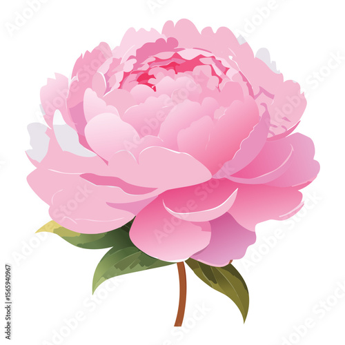 Soft Pink Peony Flower Close Up Detail