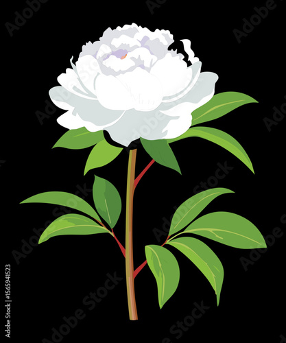 Pristine White Peony Flower Dark Background Illustration