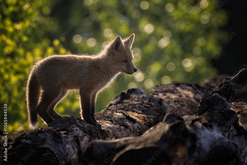 Naklejka premium A fox kit on a log, with rim lighting