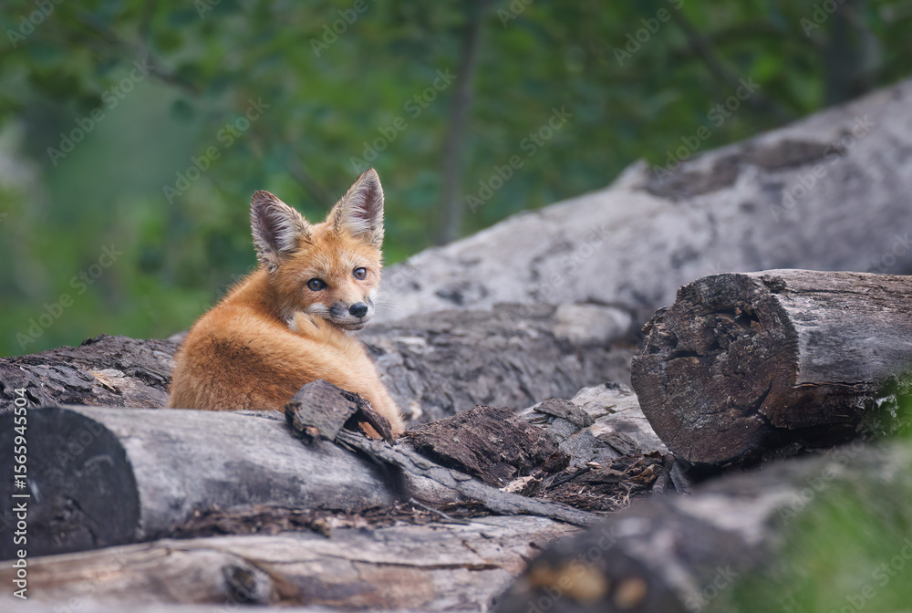 Fototapeta premium An older fox kit on a log, looking back over its shoulder