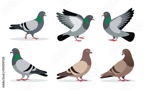Six Illustration Pigeons, Showing Flying and Standing Poses, In Gray and Brown Colors