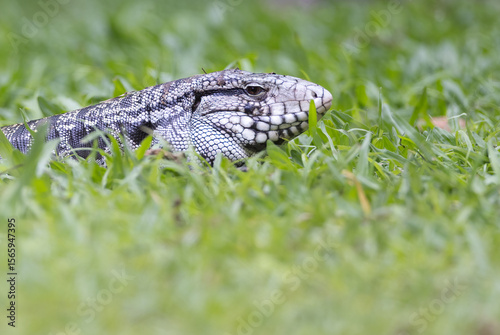 A black and white tegu lizard in the grass