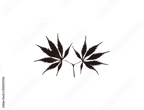 Silhouette of two Japanese maple leaves joined at the stem.