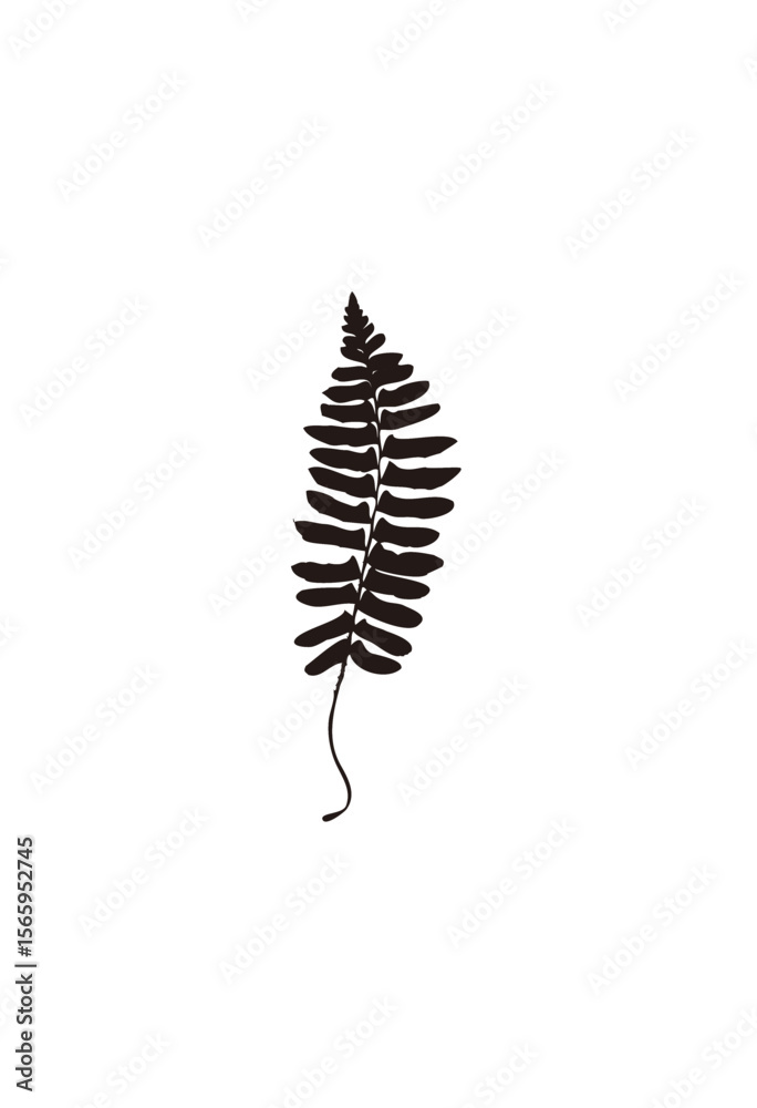 A simple, minimalist illustration of a fern frond, depicted in black against a white background. A simple, minimalist illustration of a fern frond, depicted in black against a white background.
