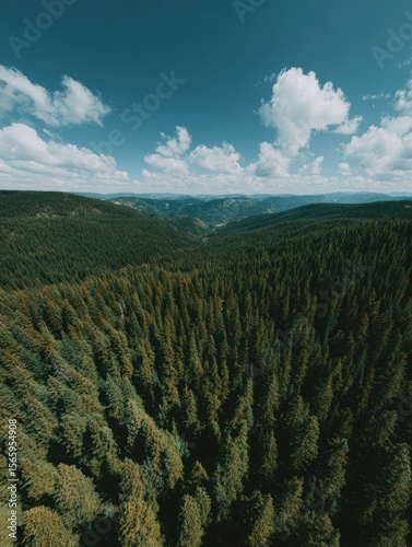 Premium panoramic view of dense coniferous forest horizon with clear sky, inspiring sustainable forestry for environmental marketing and conservation campaigns