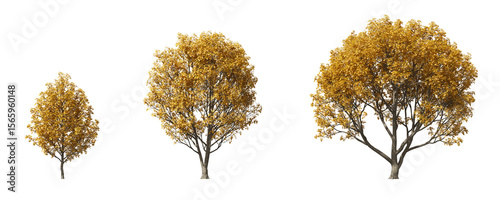 Cut out realistic autumn trees collection on transparent backgrounds. high quality 3d rendering. png format	