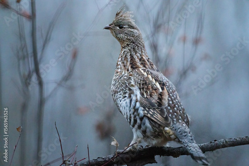 A ruffed grouse in a tree