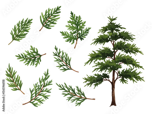 Vector watercolor Cedar / 水彩テイスト杉の木イラスト