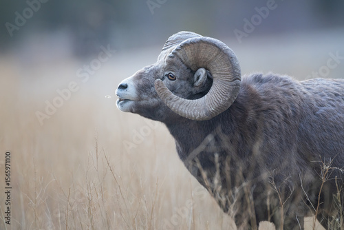 A bighorn mountain sheep in profile