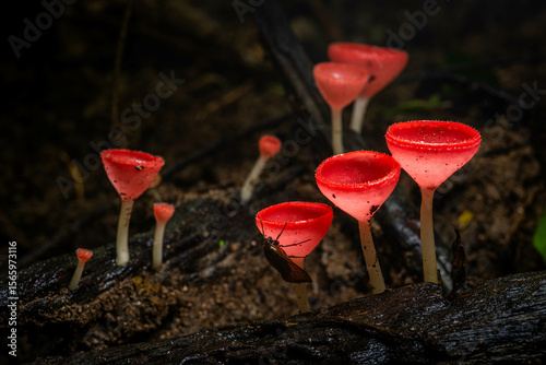 Fototapet close-up shot of delicate mushrooms sprouting in a cluster on a damp piece of wood, showcasing the wonders of forest life and natural textures