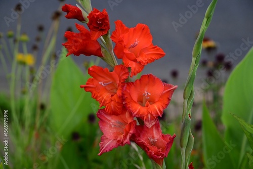 Gladiolus flowers. Iridaceae bulbous plants. These flowers come in a wide variety of colors and brighten up summer flower beds. They bloom three months after planting the bulbs.