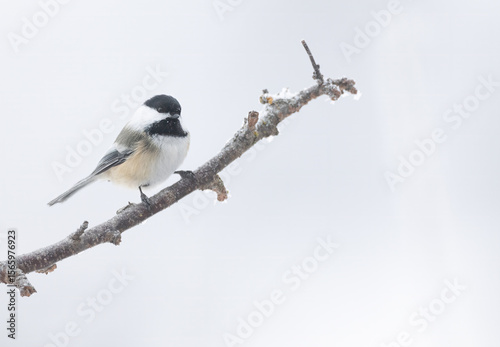 Slika na platnu A black-capped chickadee on a branch