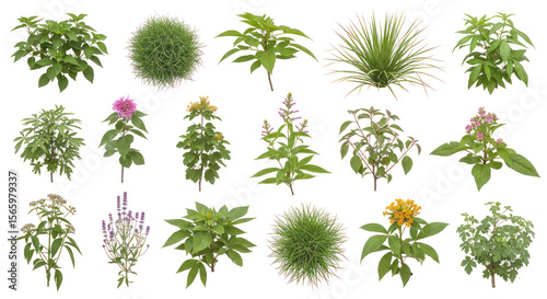 Wallpaper Mural Collection of various flowering and green garden plants with transparent background for botanical and landscaping design Torontodigital.ca