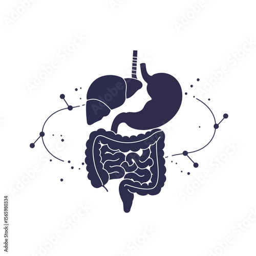 Illustration of the human digestive system, including liver, stomach, and intestines.