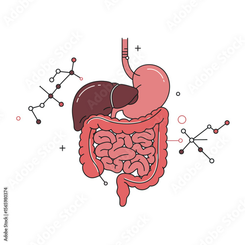 Simplified illustration of the human digestive system, showing stomach, liver, intestines, and molecular structures.