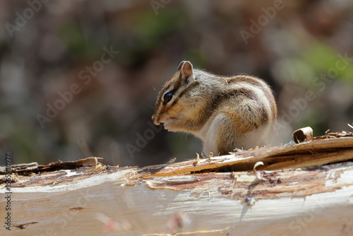 Cautious Chipmunk on Tree Stump – Woodland Wildlife Scene