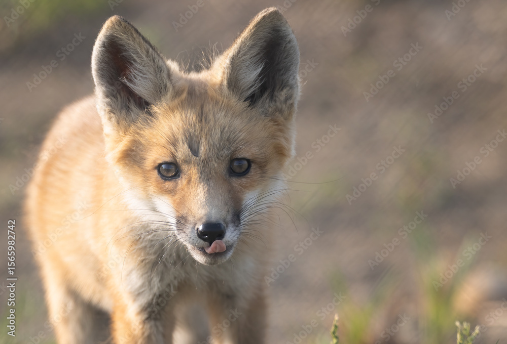 Fototapeta premium Fox kit licking its lips