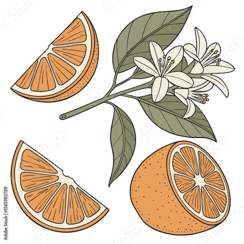 Orange slices with leaves free online download.