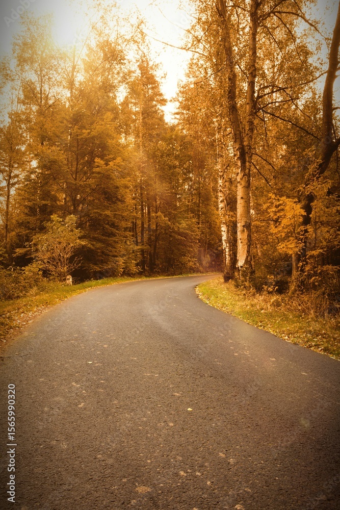 Fototapeta premium Winding asphalt road is curving through fall birch forest in flat design with fallen golden leaves