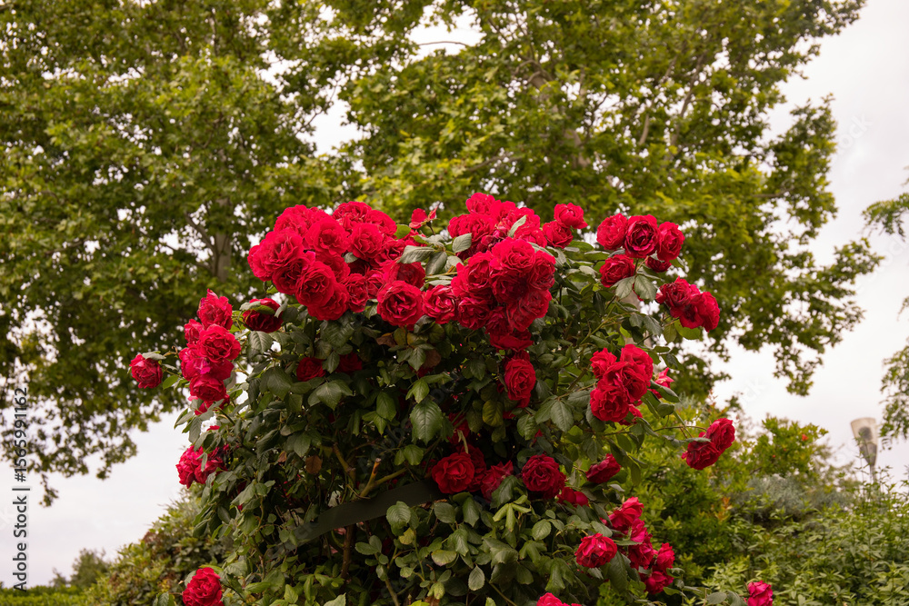 Fototapeta premium Red roses climbing up a tree trunk.