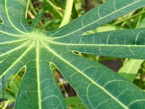 Close up of a Cassava plant leaf. Cassava leaves or daun singkong. Natural background and wallpaper.