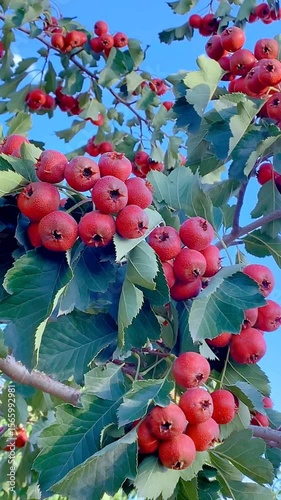  Clusters of ripe red hawthorn berries (Crataegus) on a branch with green leaves. A medicinal and ornamental plant in late summer or autumn.