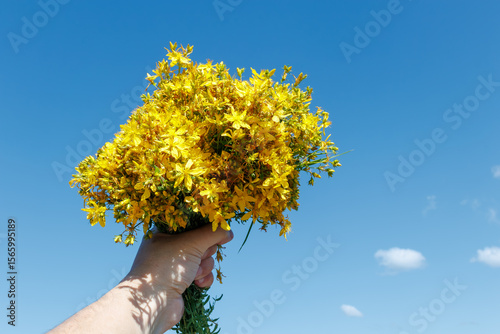 Hand Holding St. Johns Wort Flowers Against Blue Sky