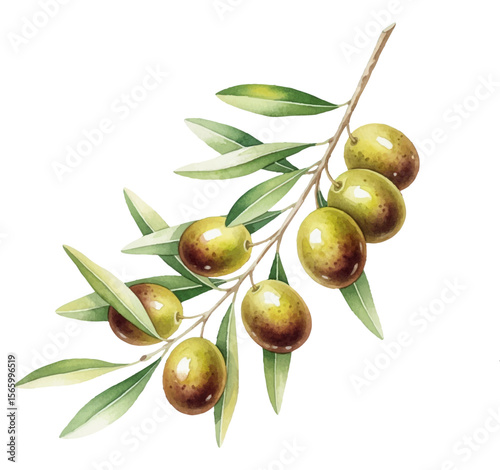watercolor of green olives on branch 