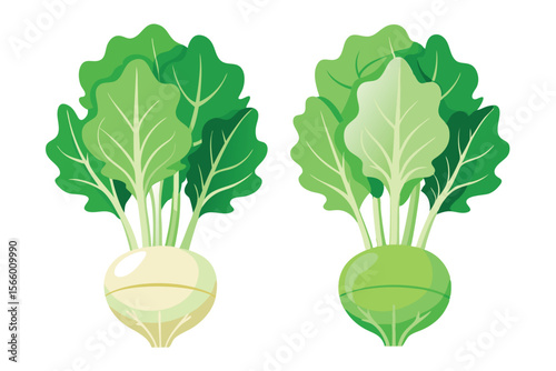 Fresh Turnips A Vibrant Illustration of White and Green Turnips