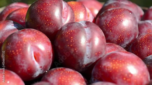 Close-up of fresh, ripe plums showcasing vibrant colors and textures.