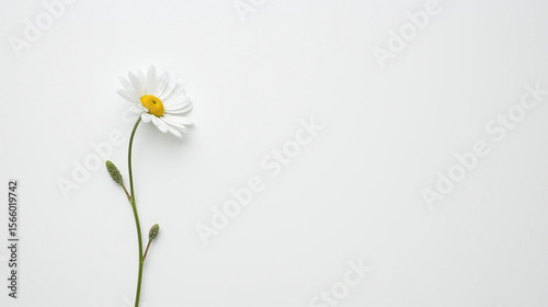 Wallpaper Mural Single Daisy against White Wall
 Torontodigital.ca