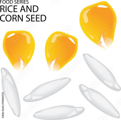vector illustration of corn seed and rice seed