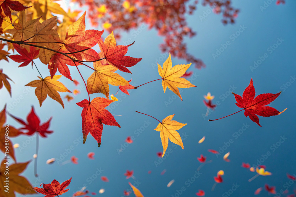 Fototapeta premium Blue sky and creeping fallen leaves. Gingko leaves. Red leaves. Yellow leaves. Maple leaves. Red leaves. Green to red leaves. Background material. Autumn. Wind. Tornado. Refreshing.