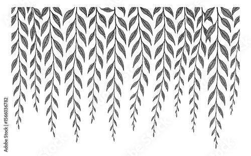 Detailed Black and White Illustration of Hanging Willow Tree Branches